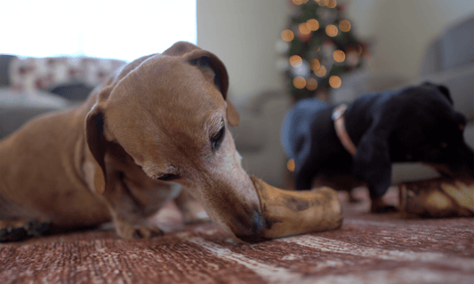 Is Bone Marrow Good for Dogs? Way Too Much of a Good Thing! - K9 Connoisseur