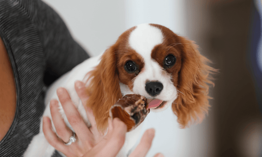 Is Beef Trachea Safe for Puppies? Love the Benefits, Know the Risks - K9 Connoisseur