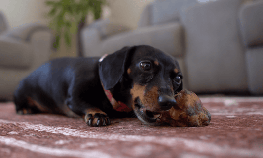Is Chewing a Bone Mental Stimulation for Dogs - K9 Connoisseur
