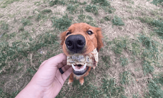 Joint Health for Dogs - K9 Connoisseur