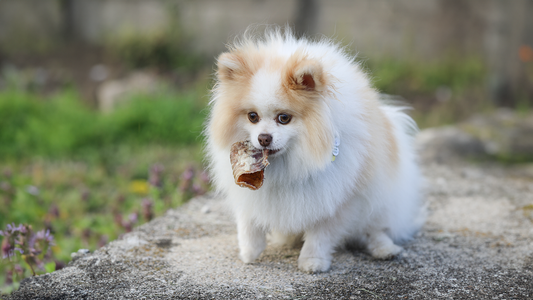 Joint Health for Senior Dogs: A Trip to the Lake