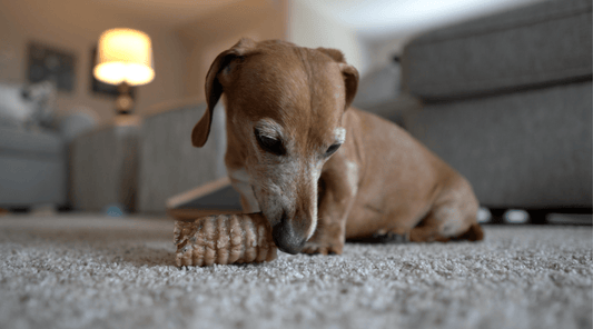 Dog Kidney Disease: Biscuit's Journey to Better Dog Health - K9 Connoisseur