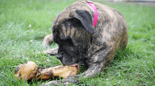 Best Dog Chews for Large Dogs (Surprise They're Bones) - K9 Connoisseur