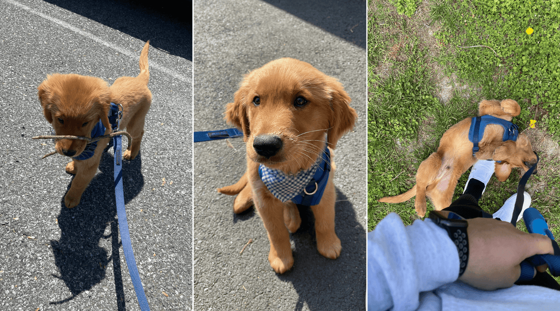 Leash Training a Puppy: Little Cooper Gets Ready for the Puppy Parade - K9 Connoisseur