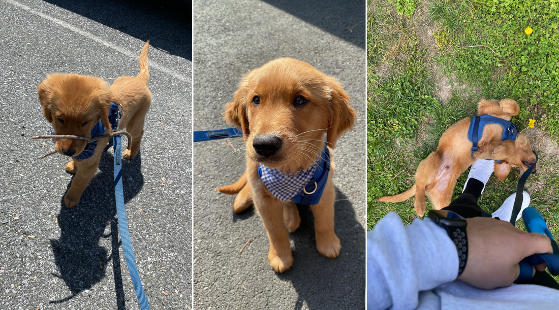 Leash Training a Puppy: Little Cooper Gets Ready for the Puppy Parade