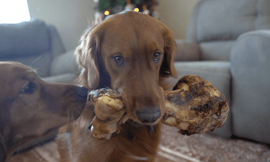 Long Lasting Bones for Dogs: Size, Density, Shape and More to Consider - K9 Connoisseur