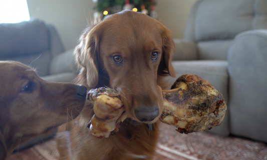 Long Lasting Bones for Dogs: Size, Density, Shape and More to Consider