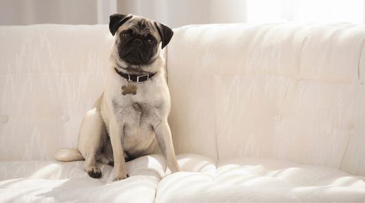 Best Dog Breeds for Apartments: The Perfect Pup for Cozy Living - K9 Connoisseur