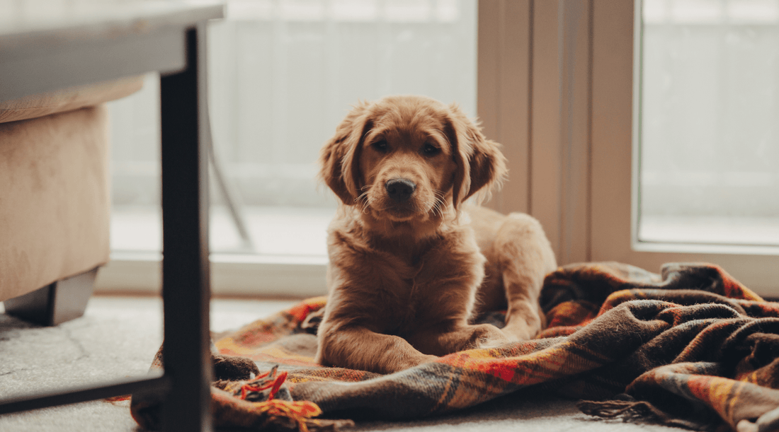 New Puppy Checklist: 9 Puppy Essentials Before You Bring Them Home - K9 Connoisseur