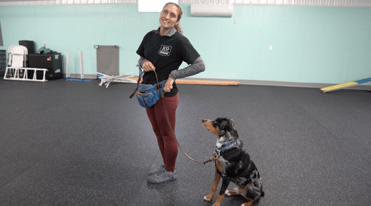 Off Leash Training Tips for Dogs: Freedom with Control - K9 Connoisseur