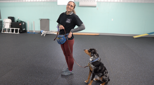 Off Leash Training Tips for Dogs: Freedom with Control