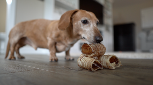 Omega 3 for Dogs: What You Need to Know