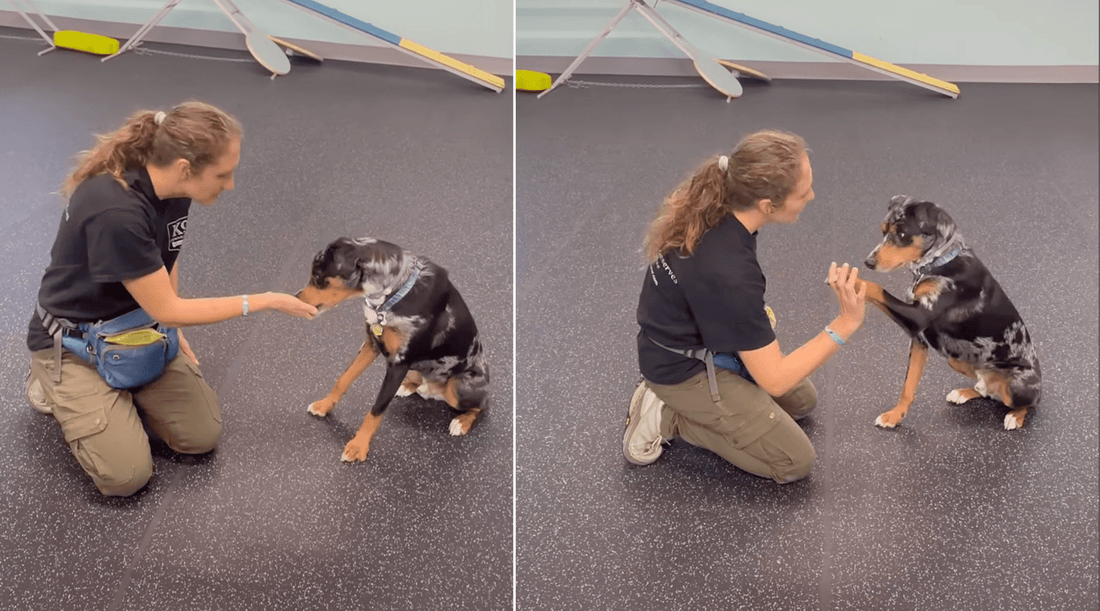 Positive Reinforcement Dog Training: Why Dogs Learn Better from Love - K9 Connoisseur