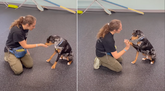 Positive Reinforcement Dog Training: Why Dogs Learn Better from Love