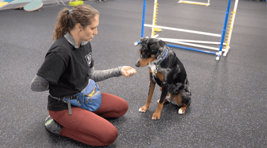 Positive Reinforcement Training: Why Reward Beats Punishment - K9 Connoisseur