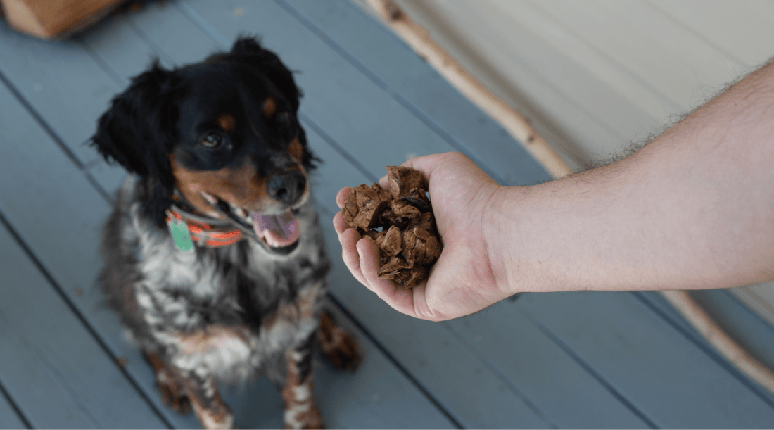 Positive Reward Training for Dogs: Building Trust with Healthy Treats - K9 Connoisseur