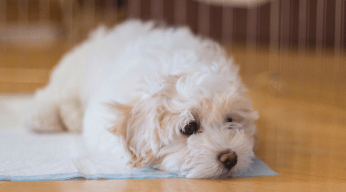 How to Potty Train a Dog: Patience, Persistence, and Treats - K9 Connoisseur