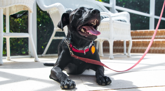 Prong Collars for Dogs: Why I Ditched the Spikes for Treats