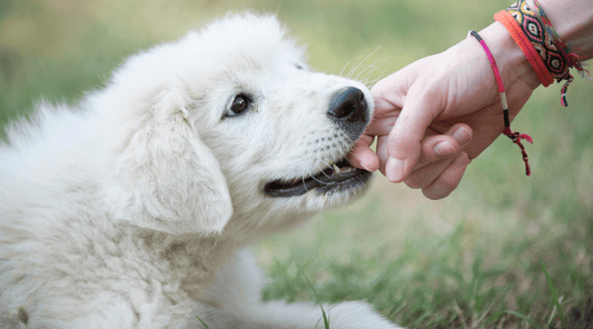 How to Train a Dog Not to Bite: The Tricks, Treats, and Tips You Need - K9 Connoisseur