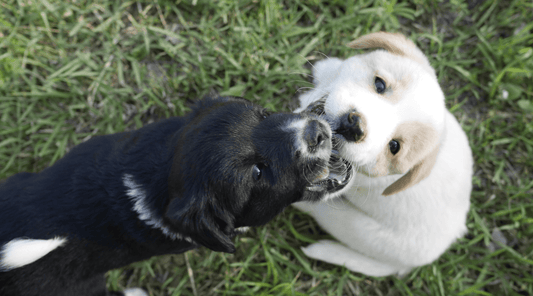 Puppy Socialization: Raising a Confident, Happy Pup Starts Here - K9 Connoisseur