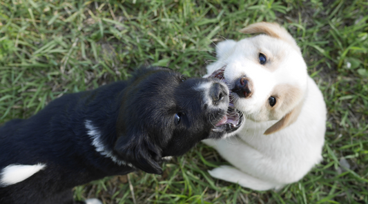 Puppy Socialization: Raising a Confident, Happy Pup Starts Here