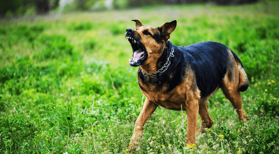 Reactive Dog Training: Turning Chaos Into Calm, One Treat at a Time - K9 Connoisseur