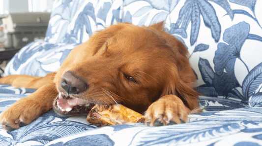 Real Bones for Dogs: How My Pups Became Official Taste Testers - K9 Connoisseur