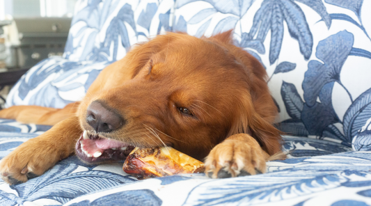 Real Bones for Dogs: How My Pups Became Official Taste Testers
