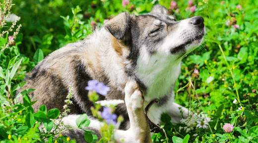 Managing Seasonal Allergies in Dogs: An Unexpected Source of Relief - K9 Connoisseur