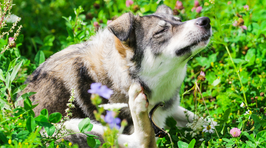 Managing Seasonal Allergies in Dogs: An Unexpected Source of Relief