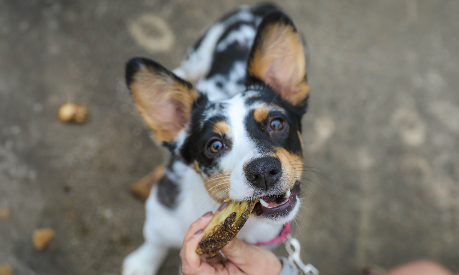 Should You Give Puppies Bones? Puppy Playdate Becomes Heated Debate