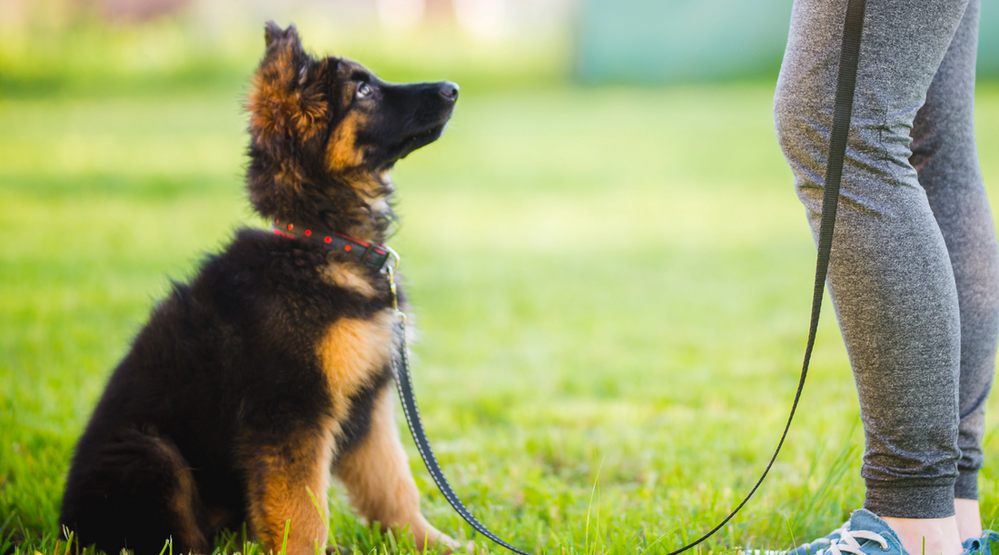 Which Dog Breeds Are Easy to Train? Tales from the Park