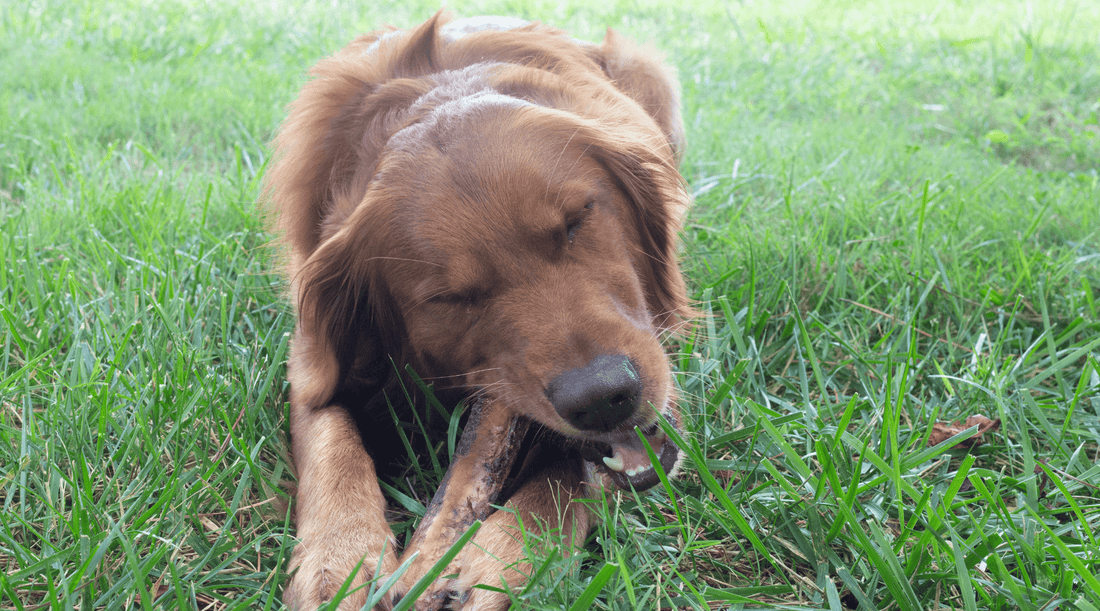 Strategies for Managing Destructive Dog Chewing - K9 Connoisseur