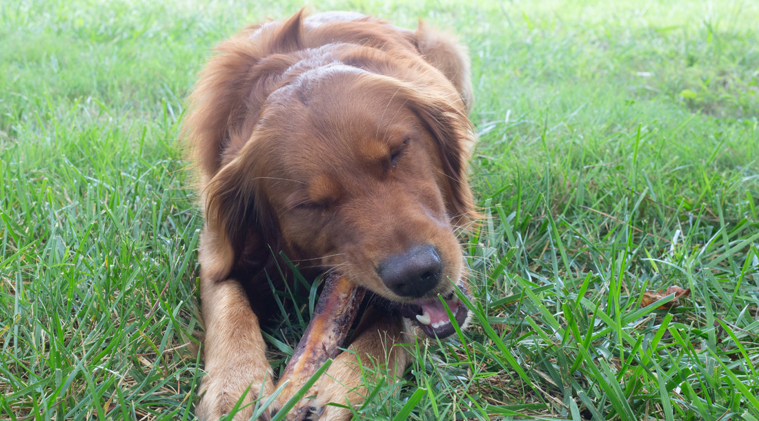 Strategies for Managing Destructive Dog Chewing