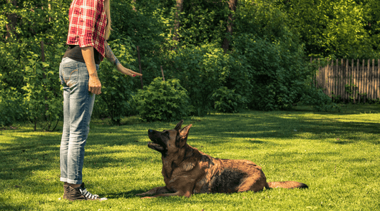 How to Train a Dog to Stay: The Day Bruno Outsmarted Me...Almost - K9 Connoisseur