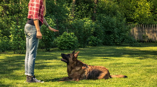 How to Train a Dog to Stay: The Day Bruno Outsmarted Me...Almost