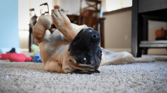 How to Teach a Dog to Roll Over The Trick That Took Down My Coffee Mug - K9 Connoisseur
