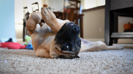 How to Teach a Dog to Roll Over The Trick That Took Down My Coffee Mug