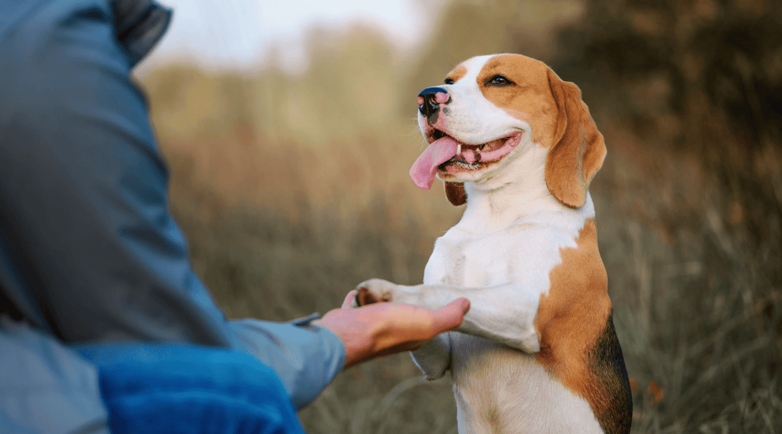 How to Teach a Dog to Shake: The One Trick that Makes Everyone Smile - K9 Connoisseur