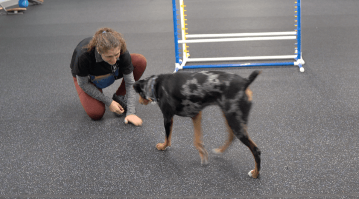 How to Teach a Dog to Come: Recall Training = Freedom + Safety – K9 ...
