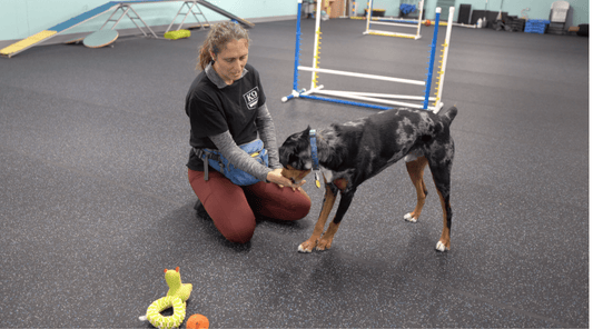 How to Teach a Dog to Drop It: My Labrador's Sock Obsession - K9 Connoisseur