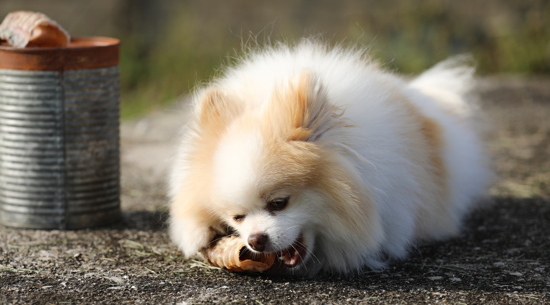 The Best Beef Trachea for Dogs (in Bulk): All the Benefits for Less