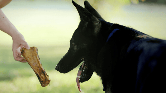 The Best Chews for Training Aggressive Chewers - K9 Connoisseur