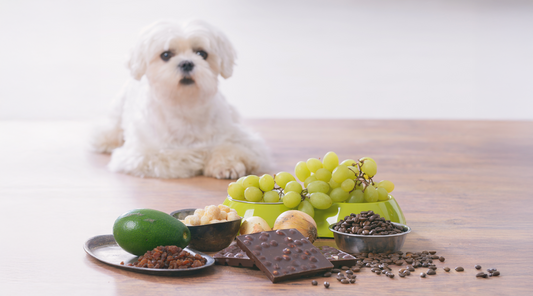 Dangerous Foods for Dogs: What’s Safe, What’s Toxic, and What to Feed Instead