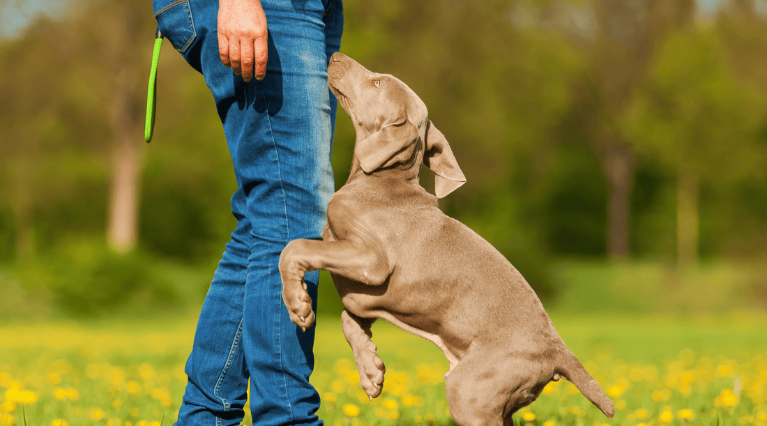 How to Train a Dog Not to Jump on People: The Ups and Downs of Learning - K9 Connoisseur