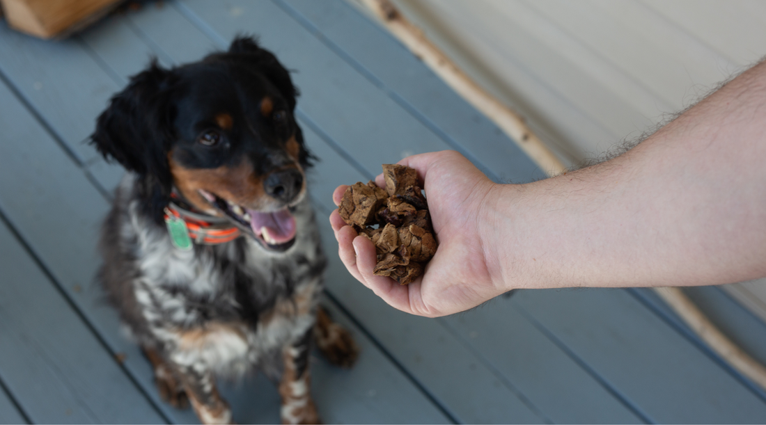 Training Treats for Dogs: Love + Treat = Happy Tails to You