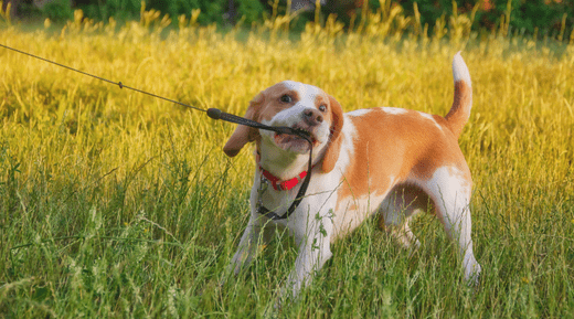 How to Train a Stubborn Dog: Breaking Through Resistance - K9 Connoisseur