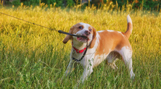 How to Train a Stubborn Dog: Breaking Through Resistance