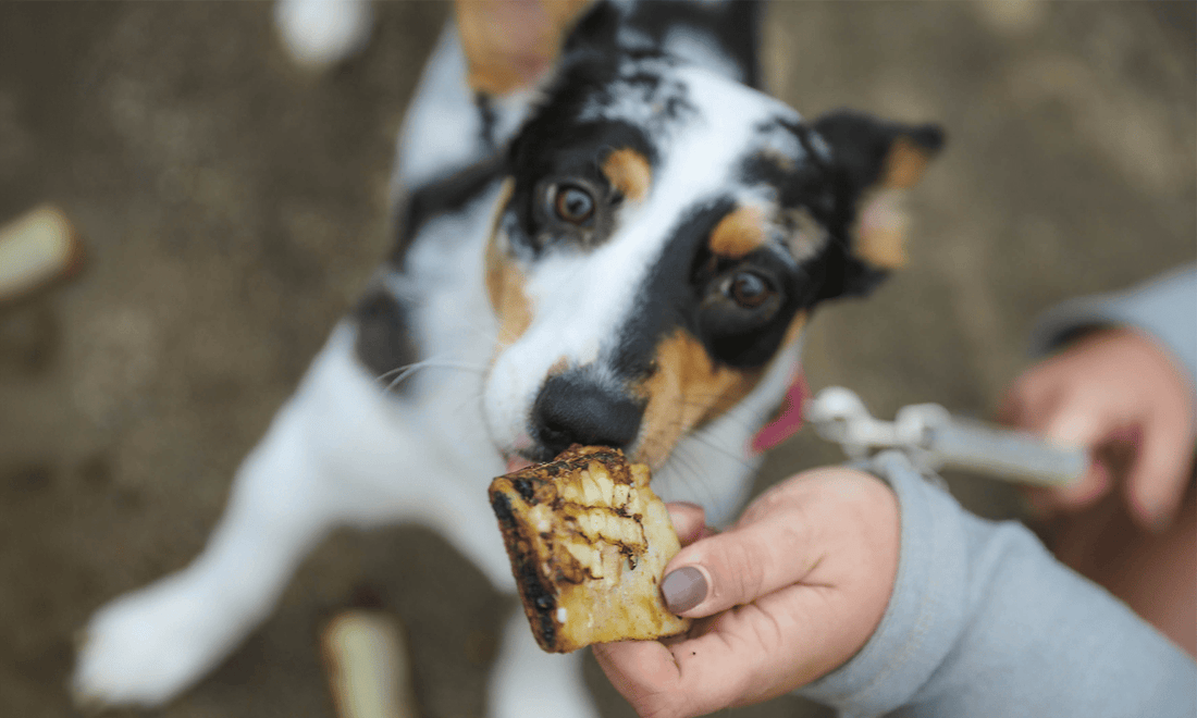 What Are the Best Treats for Training Puppies? Train with Love (and Treats) - K9 Connoisseur