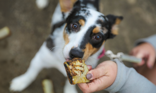 What Are the Best Treats for Training Puppies? Train with Love (and Treats)